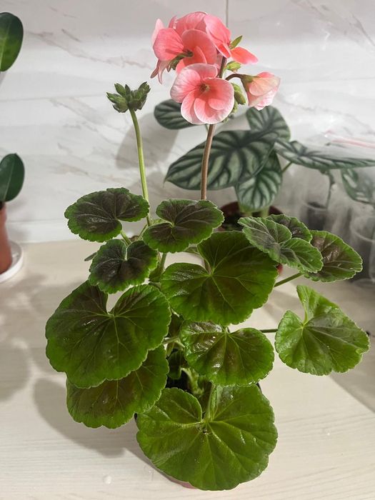 Комнатные растения