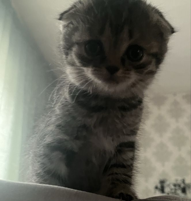 продам котенка, девочка
