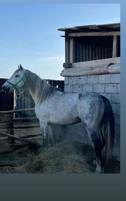 Айғыр рысак 7 жасар