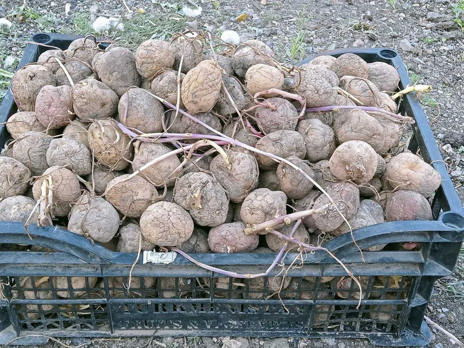 Семенной картофель