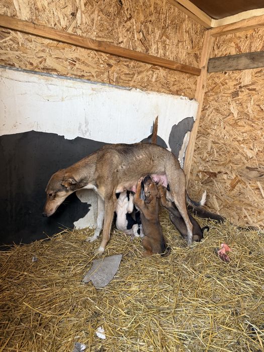 Продам щенков Грейхаунд