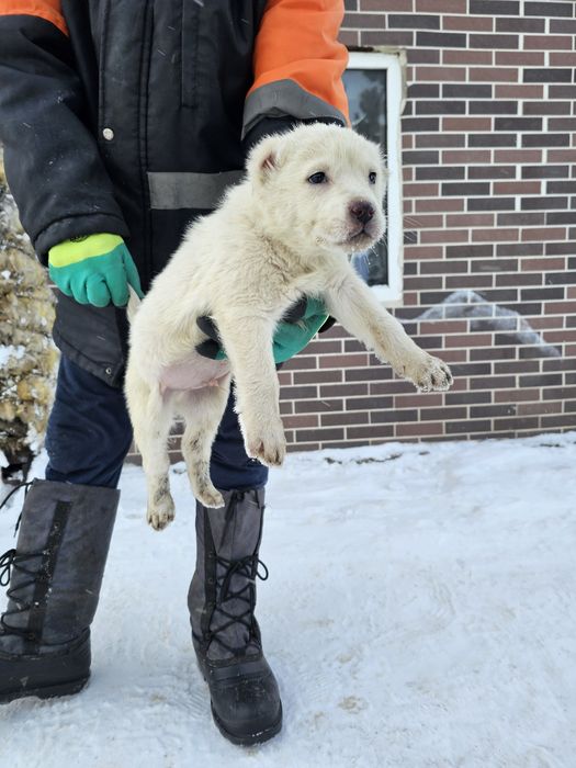 Тобет күшік щенки Тобет