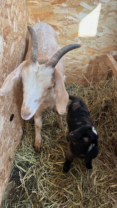 Англонубийская коза дойная с козленком или без