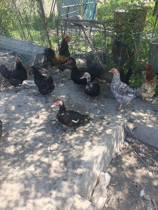 Продам взрослых индоуток