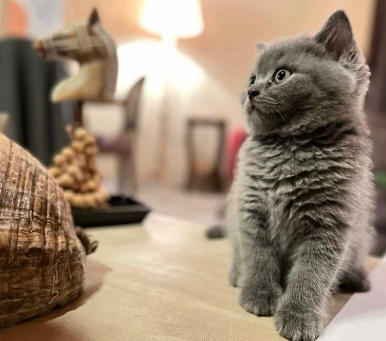 British Shorthair Autentic Blue
