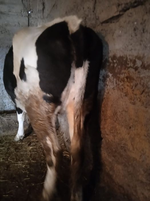 Корова      голштин