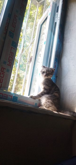 Uy mushugi emlangan passporti bor