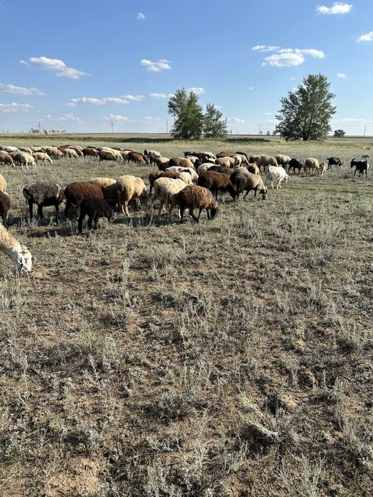 Қой,Тоқты Сатылады!