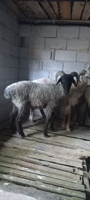 Семіз қошқар сатылады ауырмаган