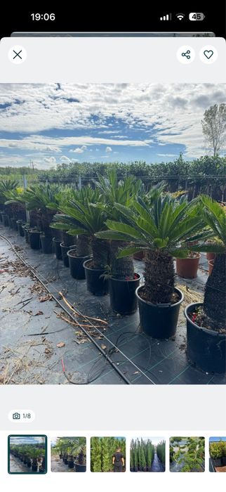 Palmieri cycas, tuia leilandi