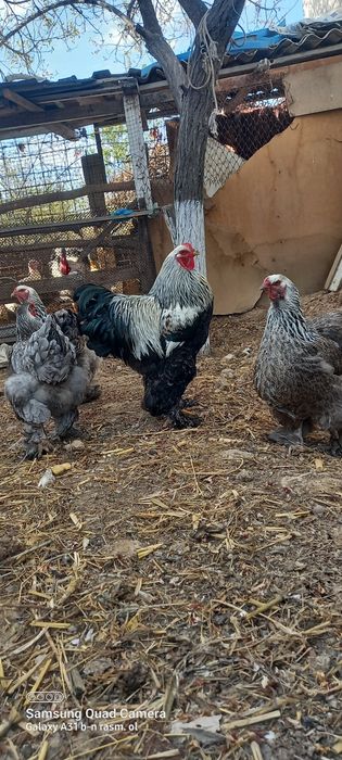 Tyomniy brama tovuq tuxumlari 12000dan