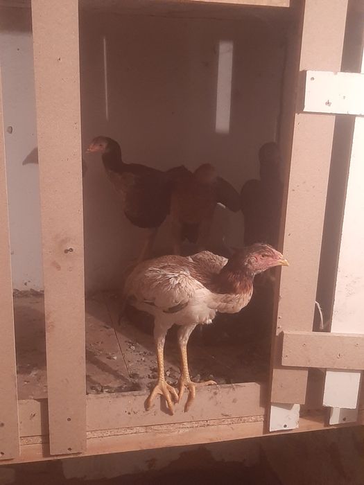 Продам срочно продам
