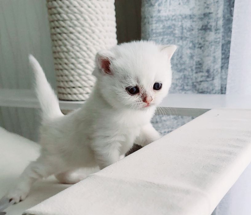 Британские котята