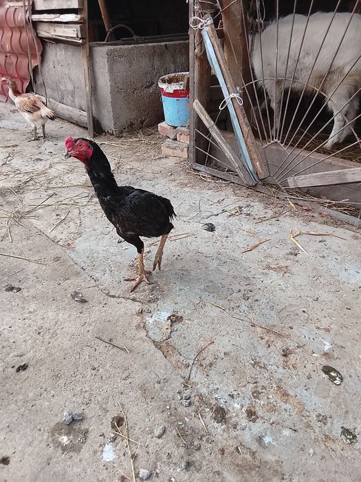 Дакан кораз сатылад июнский