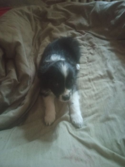 Даром в хорошие руки