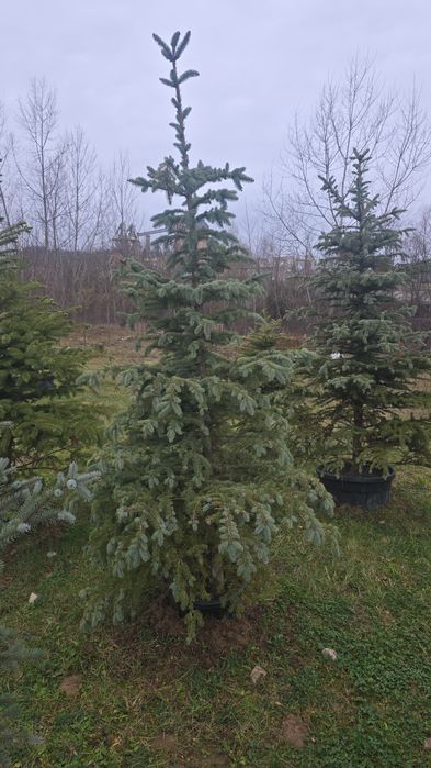 Brazi argintii și verzi ieftin