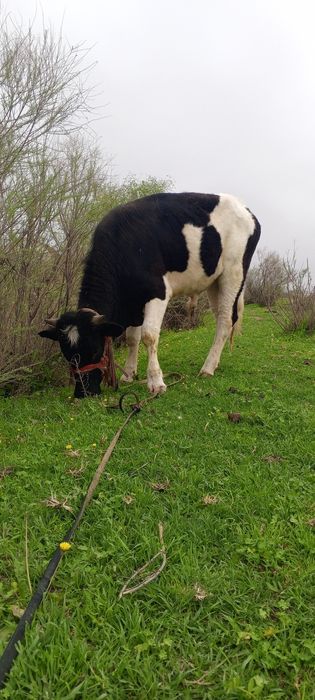Продаю корова, бык, теленку