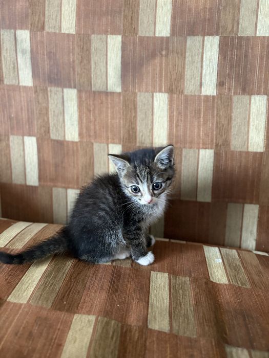 Котята 1,5 месаца