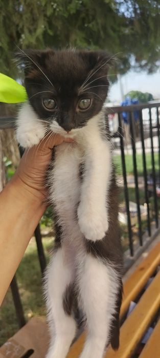 Продаётся котёнок скоттиш фолд. Продаётся котёнок породы скоттиш фолд