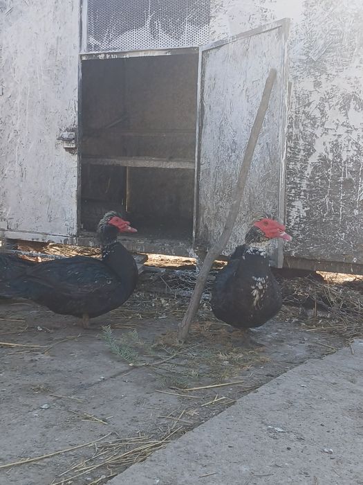 Vând oua de rața muta pentru incubat...