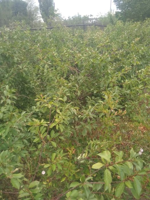 Дача в ТЭЦ 1 в хорошем состоянии