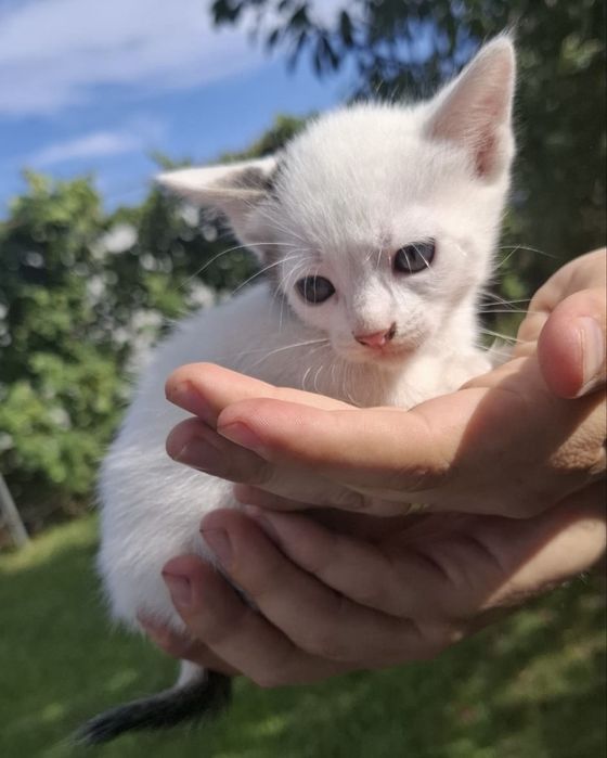 Adoptie - Puiuti de Pisica