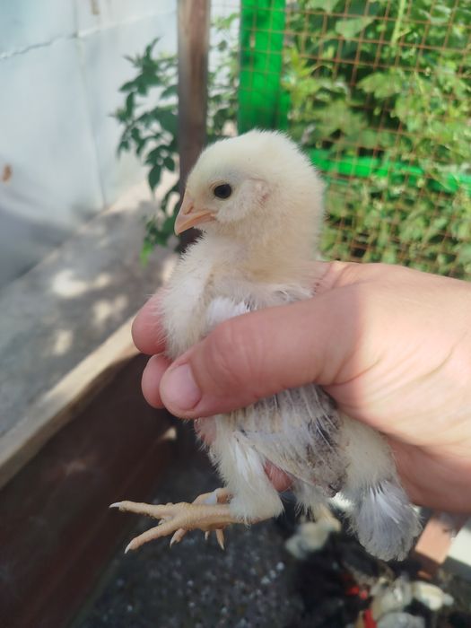 Продам двухнедельных цыплят