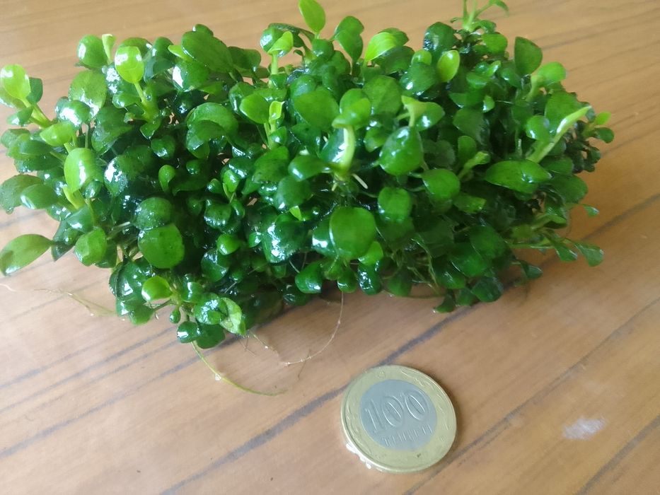 Продаю анубиас бонсай