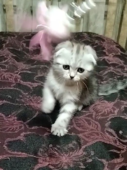 Девочка. Скоттиш фолд.