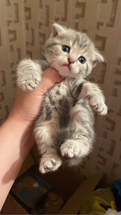 Котята британские