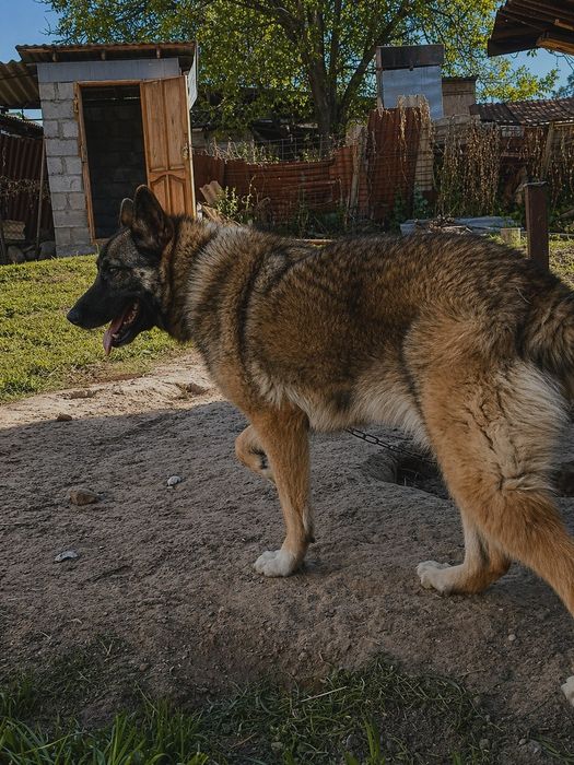 Продаю овчарку срочно