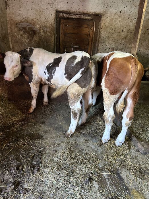Vitei de carne de vanzare Alba Iulia nr de telefon 0757619803