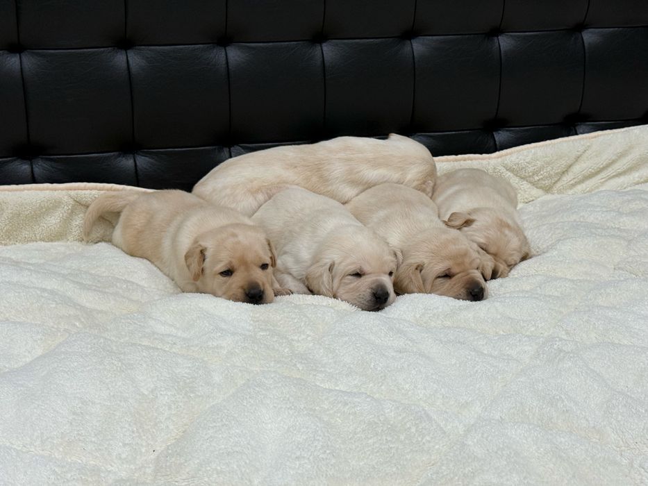 Чистокръвни Лабрадор Ретривар: