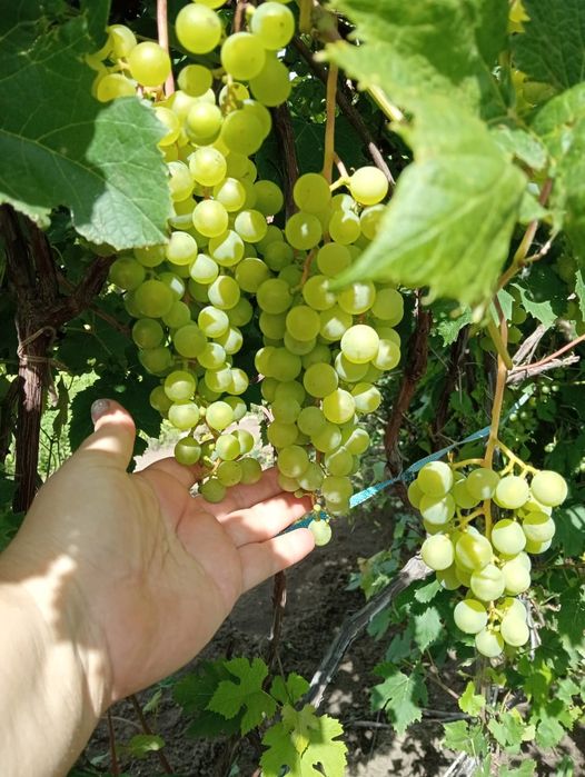 Продам дачу 28 маршрут