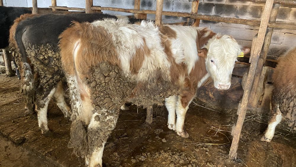 Бычки откормленные