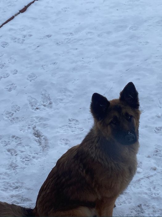 Собака бесплатно