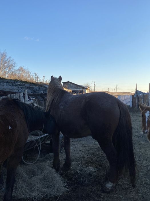 Продаётся племенной жеребец-производитель высокого класса