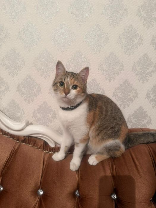 отдам кошечку в добрые руки