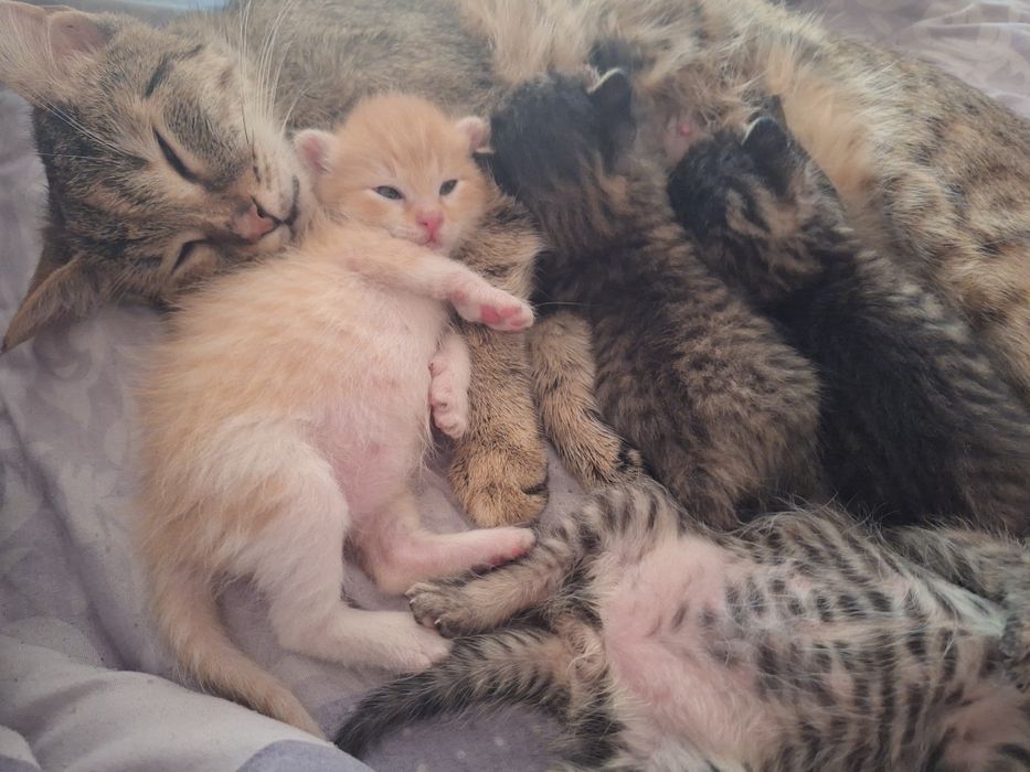 Отдам котят в добрые хорошие руки