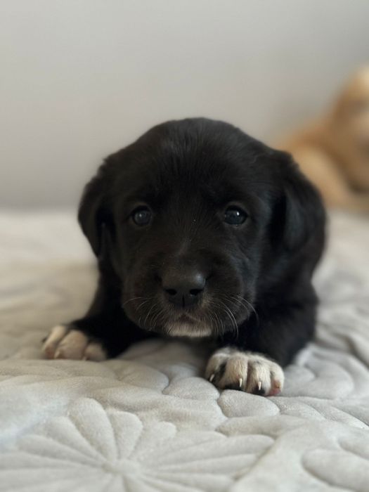 Отдам щенков в хорошие руки