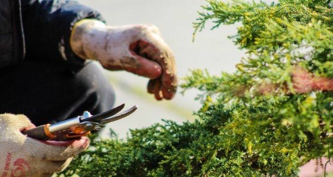 Содовник профессиональный