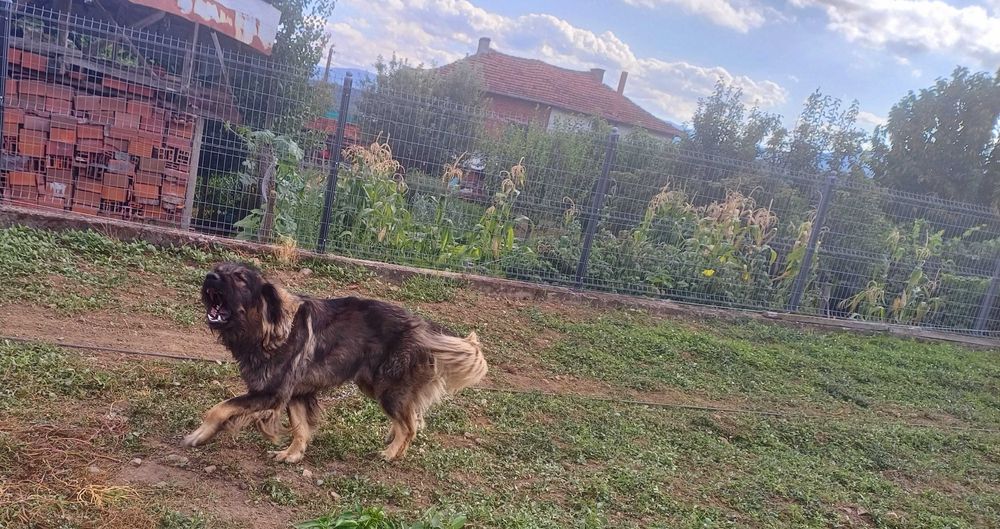 Чистокръвни шарпланинци