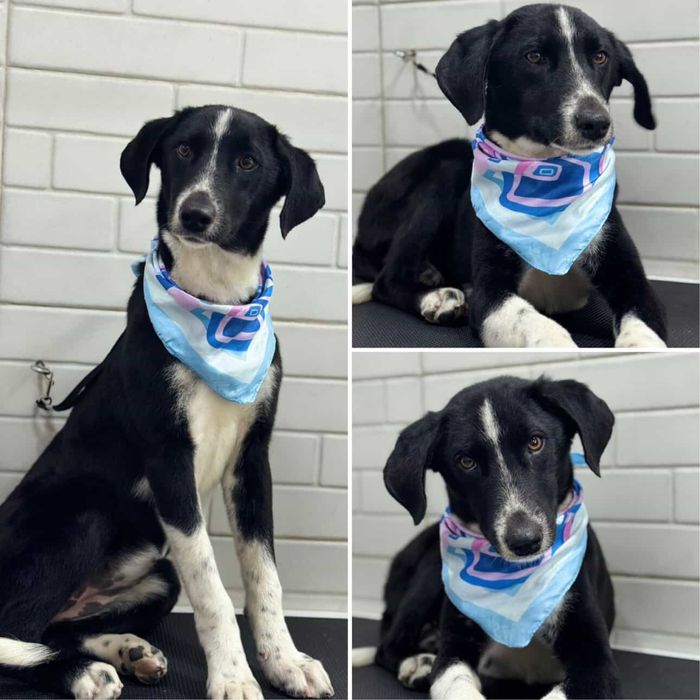 Отдам собаку в хорошие руки