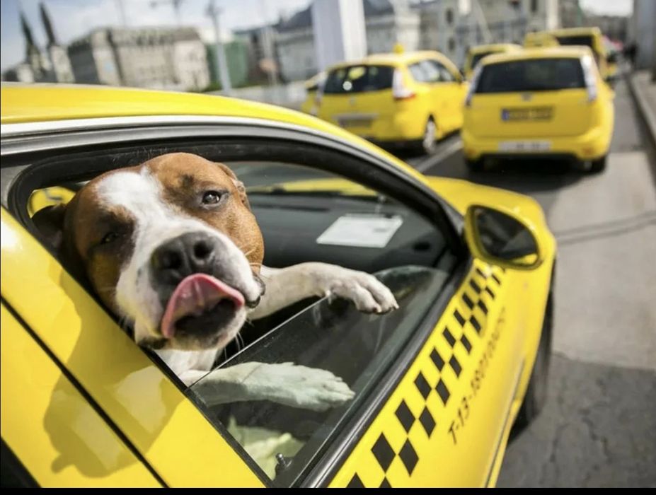 Зоотакси перевоз домашних животных.