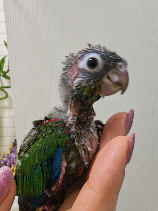 Продаются птенцы Пирруры Перлаты