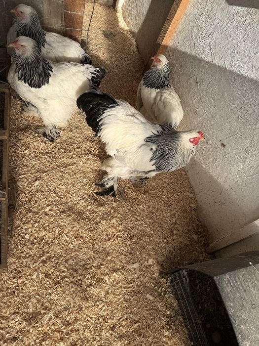 Preiau comenzi oua brahma