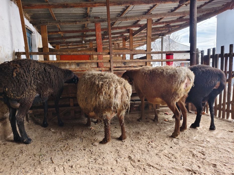 4 буаз қой парода