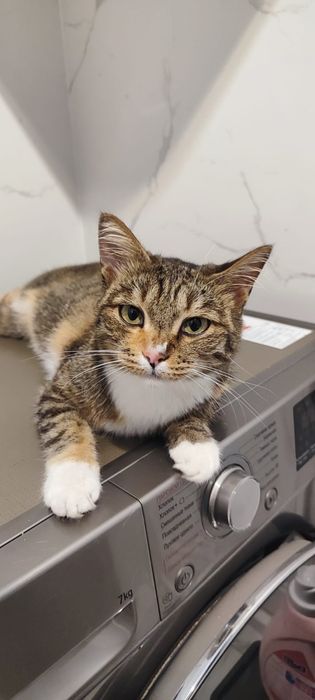 Отдадим тигрулю в добрые руки