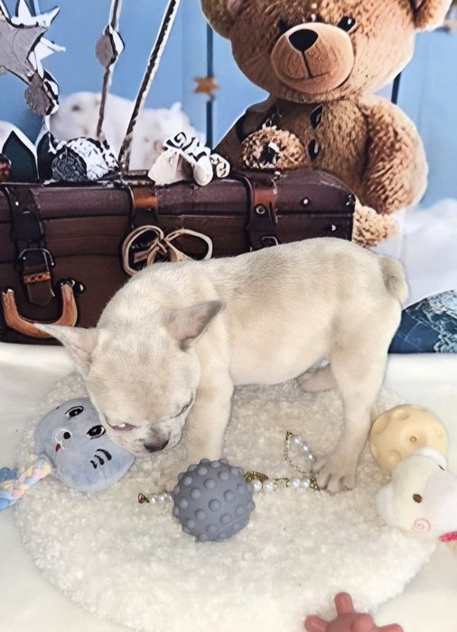 Френски булдог крем платина женско