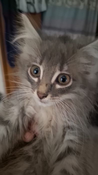 Котик ищет семью